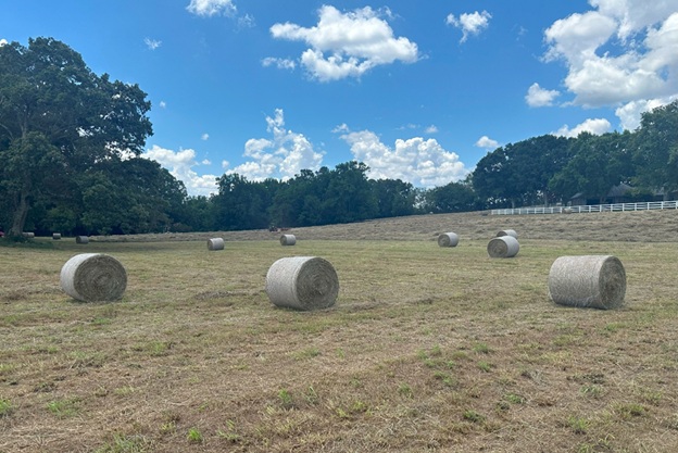 Bales_25.jpg