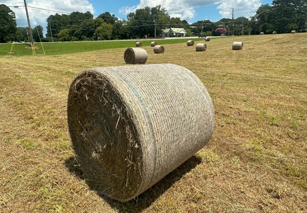 Bales_30.jpg